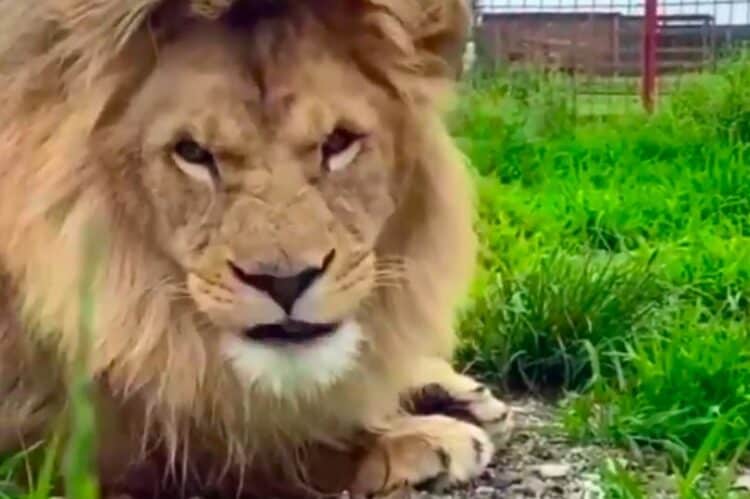 Drunk woman's miracle escape as she's mauled by lion after climbing into zoo enclosure