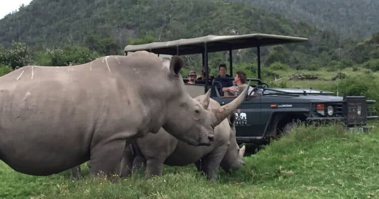 Poachers broke into Sibuya Game Reserve to slaughter rhinos, but were eaten by lions (Image: Jamie Pyatt News)