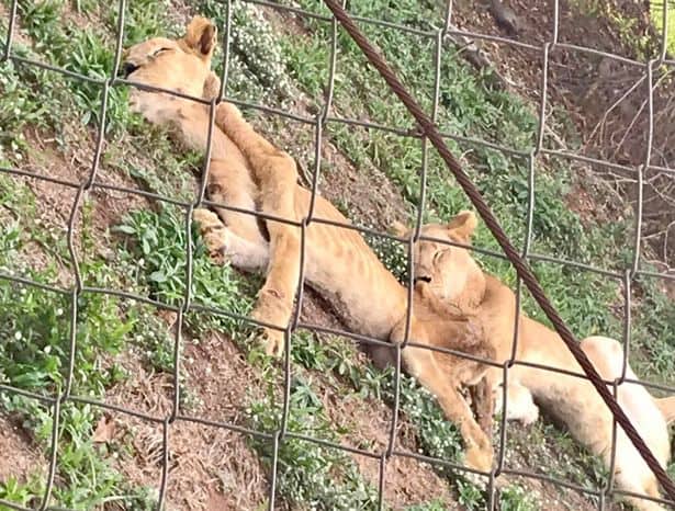 Horrific images of starving skeletal lions kept captive at disgusting zoo