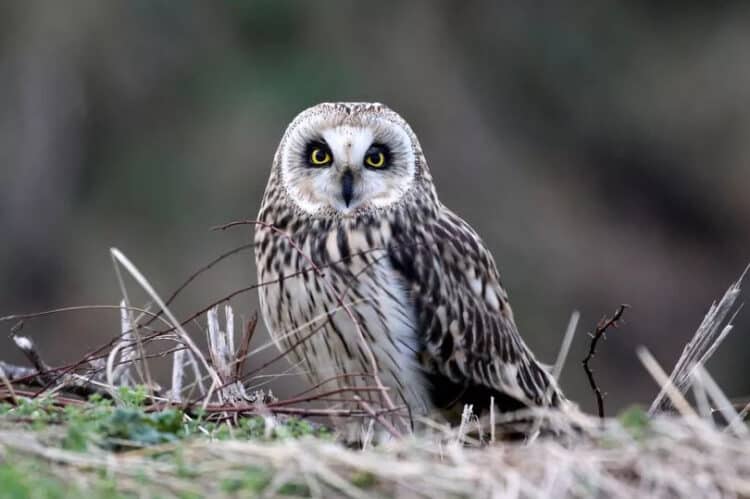 A short-eared owl was shot on Broomhead Moor in the Peak District (Image: Michael Flowers)