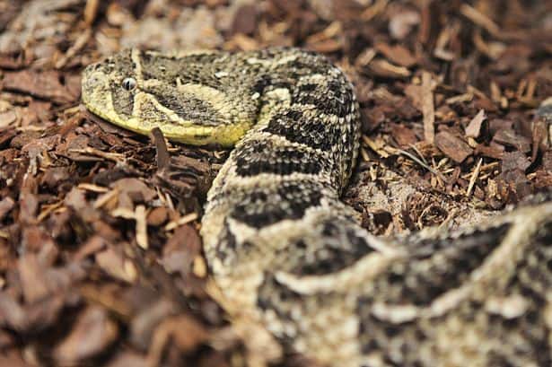 Escaped pet snake kills owner’s pal with massive dose of venom from two bites