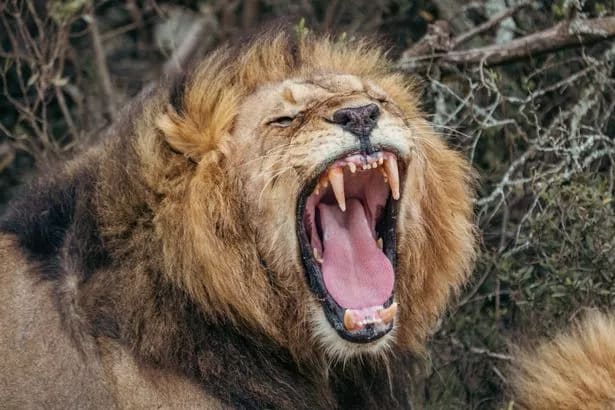 The reserve manager used the opportunity to warn peole against walking around the park during the lion's hunting hours ( Image: Getty Images)