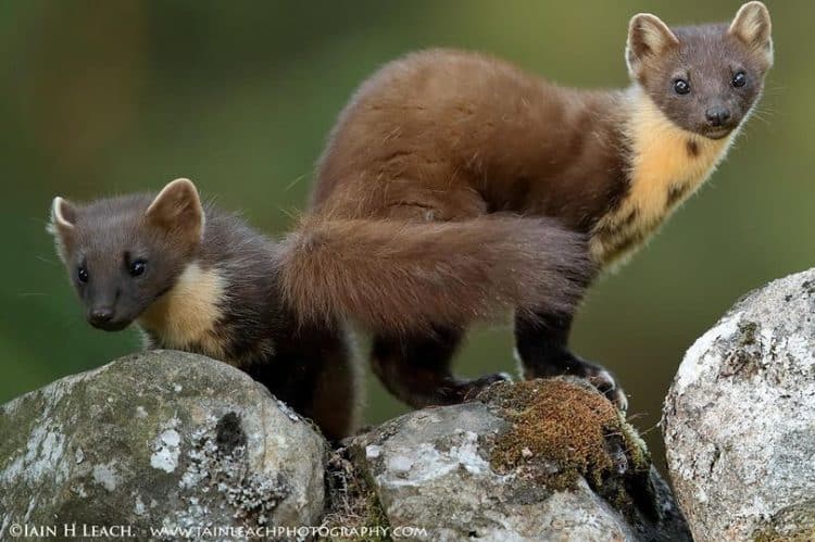 Pine martens are natural predators of squirrels. (Image: Iain Leach Photography)