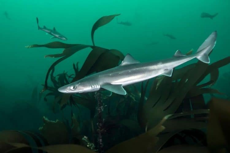 Living in the River Thames is a breed of shark known as the Spiny Dogfish – aka Spurdog shark (stock photo) (Image: Getty Images)