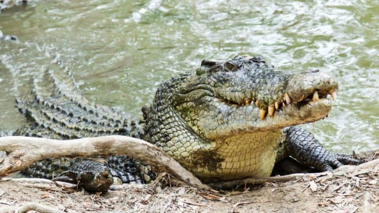 Crocodile heads are still used in some traditional medicine practices, which may explain the sudden surge in decapitations (Image: Getty Images/iStockphoto)