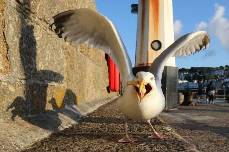 A seagull found stuck to a wall had to be put down (Image: Getty Images)