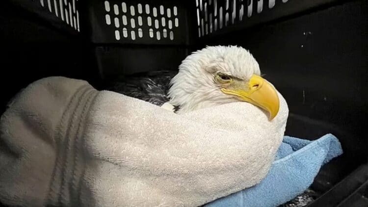 Sick bald eagles found face down after eating animals killed with execution drug