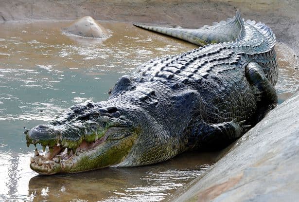 Lolong's tragic tale was recently shared on Reddit, reigniting interest in the killer croc ( Image: AFP via Getty Images)