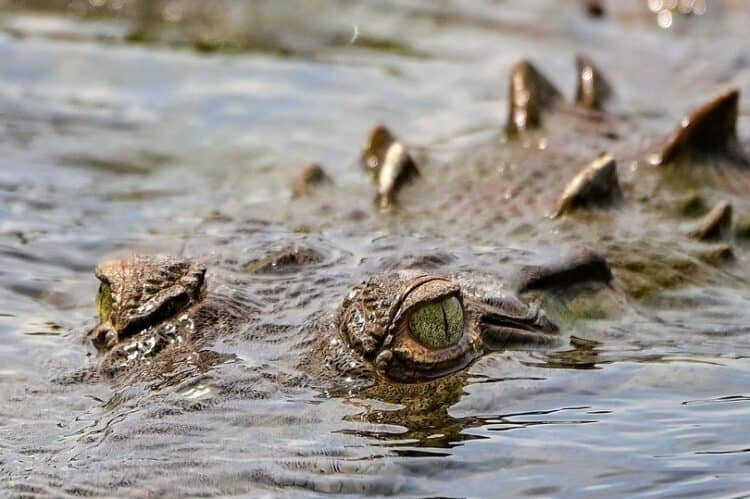 The 13-year-old was dragged to her death by the crocodile (stock) (Image: AFP via Getty Images)