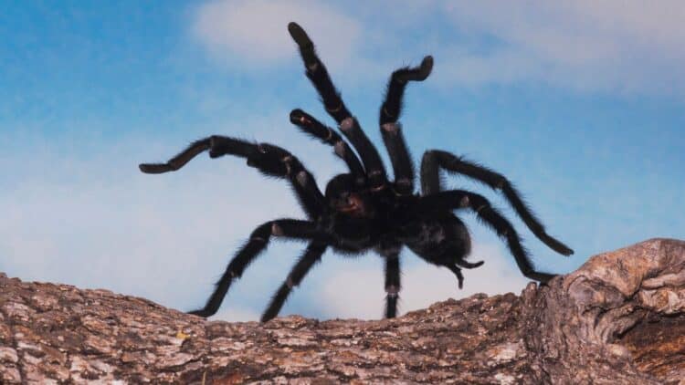 Life on other planets could just look like massive spiders, Richard Dawkins claims (Image: Getty Images/imageBROKER RF)