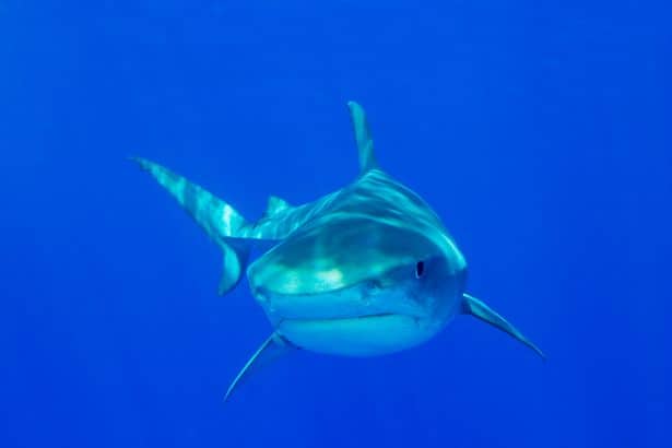 Officials later revealed that they believe the giant predator was a massive 8ft-long tiger shark ( Image: Getty Images)