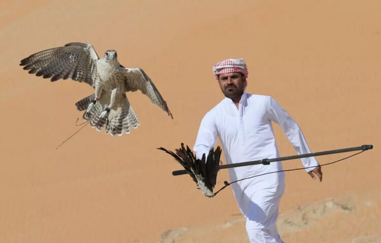 Falconry is a popular pastime in parts of the Middle East (file) (Image: AFP via Getty Images)