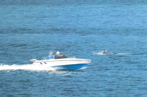 Speedboat owner fined for disturbing dolphins