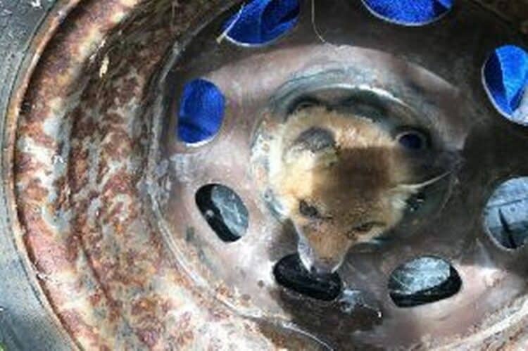 A fox cub ended up stuck after getting his head wedged in a car wheel (Image: RSPCA)