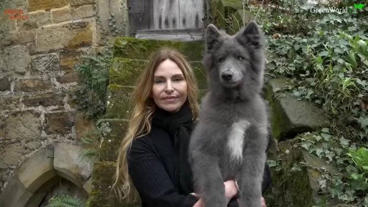 Vicki Spencer has created her own rare breed 'wolf' dog (Image: Youtube/Animal-Watch)