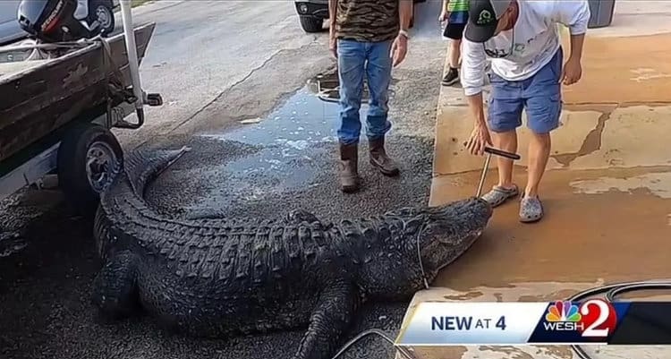 It was likened to a dinosaur (Image: WESH)