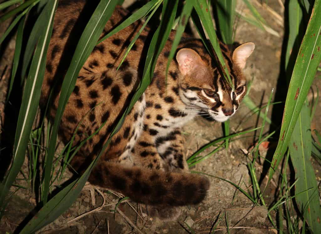 Shy Leopard Cat