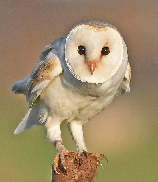 Barn Owls At Christmas Focusing On Wildlife