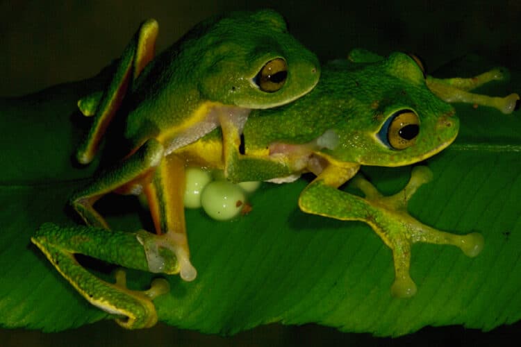 Study: Breeding adaptations help tree frogs thrive in different climates