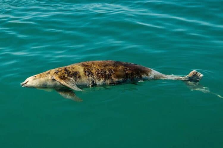 A dead vaquita floats in the ocean. Image by Robbie Newby for Sea Shepherd.