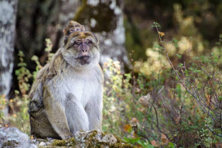 A male Barbary macaque with a baby. Image courtesy of Lucy Radford.