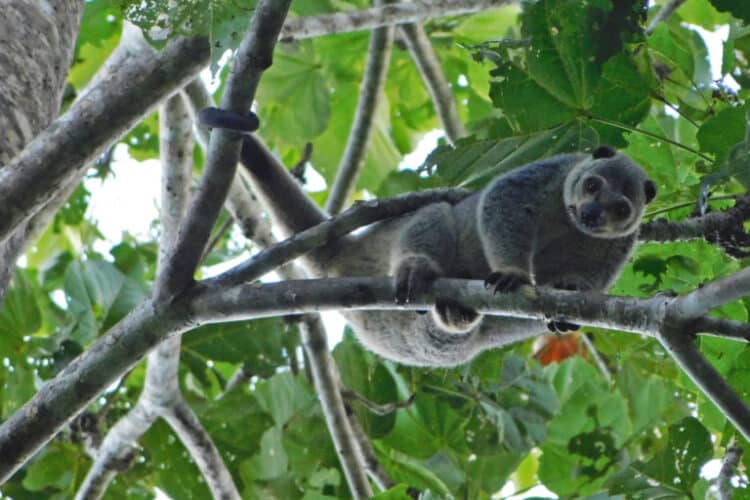 To win island-wide conservation, Indonesia’s Talaud bear cuscus needs to win hearts
