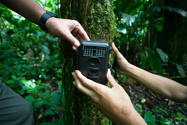 Researchers have adopted to ensure more efficient, continuous and non-invasive monitoring of primates using tools like camera traps and drones. Image by Mokhamad Edliadi/CIFOR via Flickr (CC BY-NC-ND 2.0).