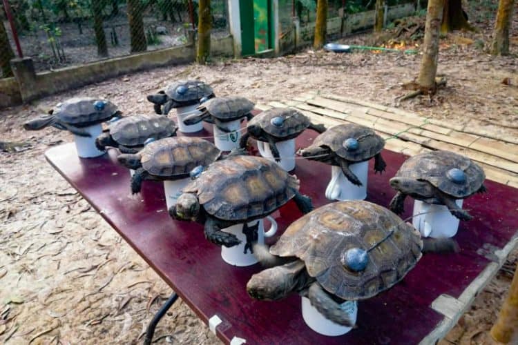 Wild release marks return of giant forest tortoises to Bangladesh hills