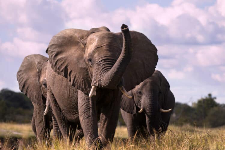 Elephants in Zimbabwe. Image by Aftab Uzzaman via Flickr (CC BY-NC 2.0).