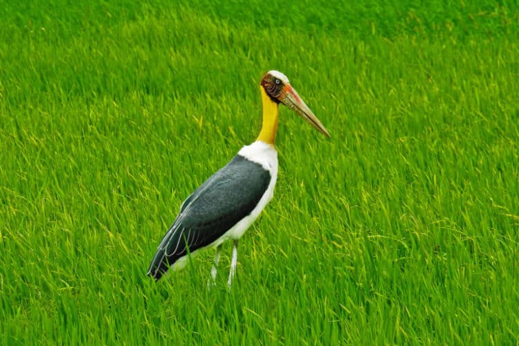 Lesser adjutant stork study in Nepal raises conservationists’ hopes