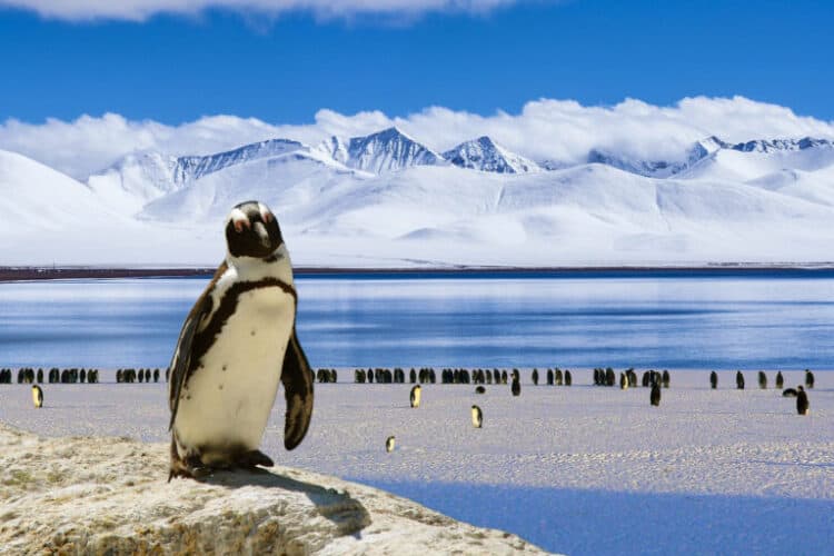 Penguins in the Antarctic. Image by DigitalDesigner via Pixabay (Public domain).