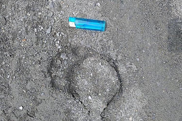Formosan black bear footprint found at low elevation in Taitung, with cigarette lighter for scale. Image courtesy of Gregory McCann.