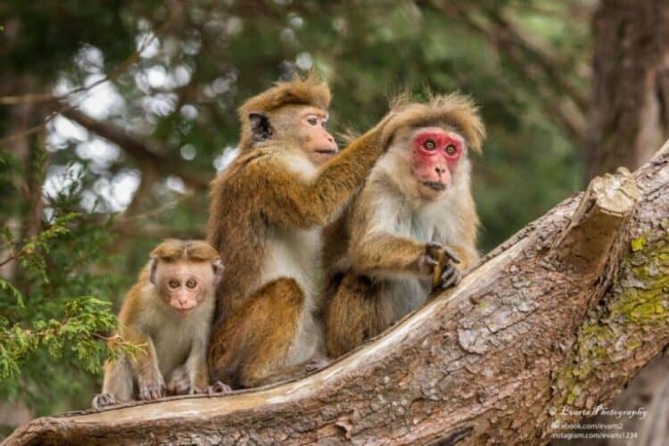 Proposal to export 100,000 crop-raiding macaques sparks outcry in Sri Lanka