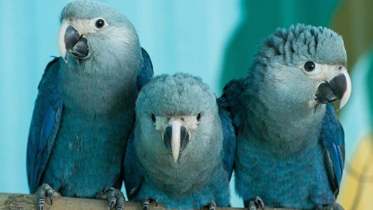 Back from the brink of extinction: The Spix’s macaws are returning to the wild - Copyright Patrick Pleul/AP.