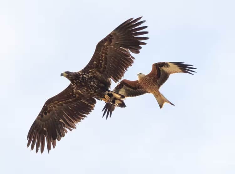 White-tailed eagles, seen here with a red kite, are the UK’s largest birds of prey (PA).
