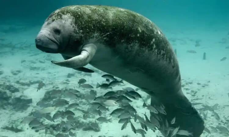 More than 1,000 manatees died in Florida last year, wiping out a tenth of the population in the state. Many of them starved after pollution killed off seagrass. Photograph: Keith Ramos/USFWS