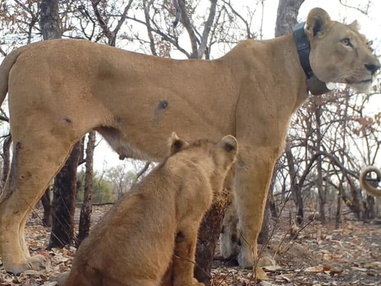 Florence and her cubs give hope that west African lion can come roaring back