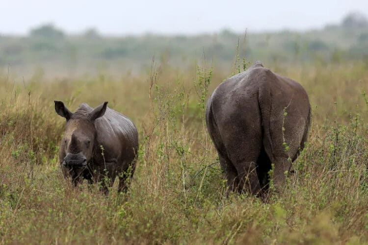 The world's remaining rhinos are mostly in Africa [File: Daniel Irungu/EPA]