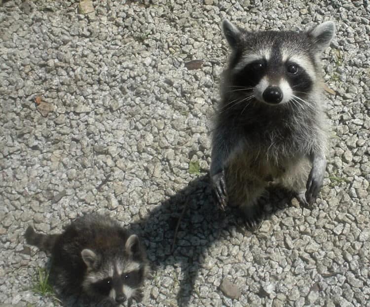 7 Humane Ways to Keep Raccoons Out of Your Garden