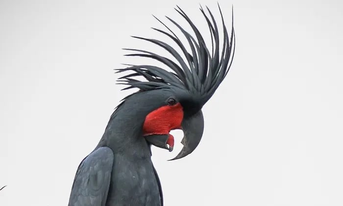 Male palm cockatoos craft unique drumsticks to play a beat, study finds - video