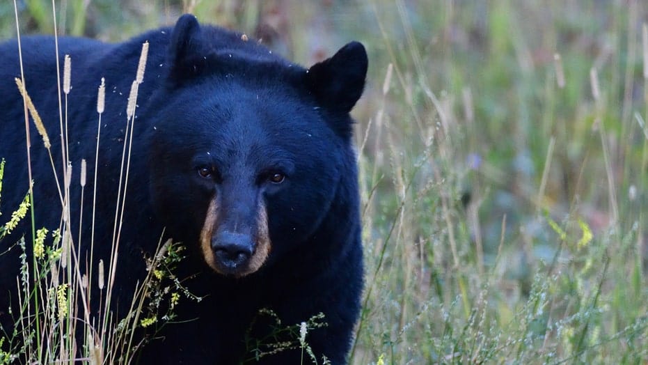 11-year-old Wisconsin girl harvests potential state record black bear
