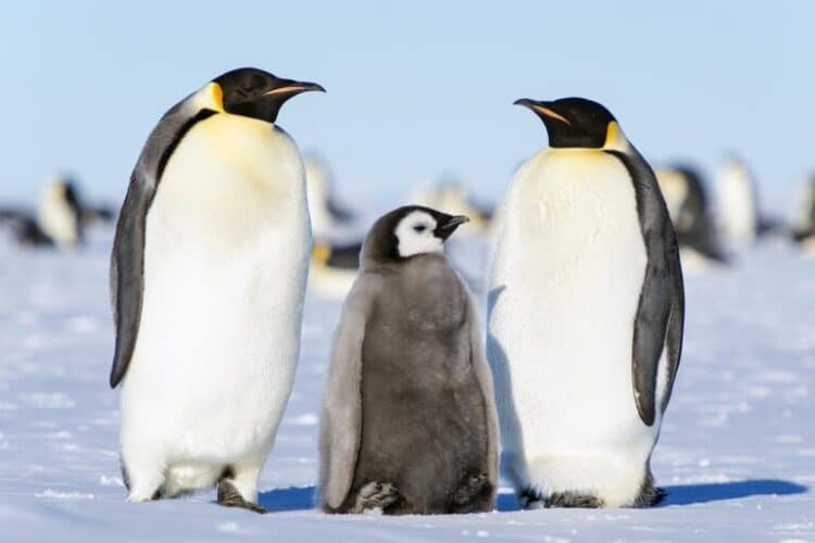 Emperor penguins need intact sea ice until the chicks are ready to leave their nesting grounds. Image by Christopher Michel via Flickr (CC BY 2.0).