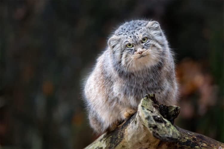 The Pallas’s cat, perhaps the world’s grumpiest-looking small cat, is listed as being of least concern globally. Image courtesy of Chris Godfrey.