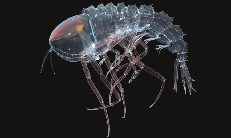 Cystisomas, tiny shrimp-like crustaceans that live in the ocean’s twilight zone, are ‘masters of transparent camouflage’. Photograph: KJ Osborn/Smithsonian