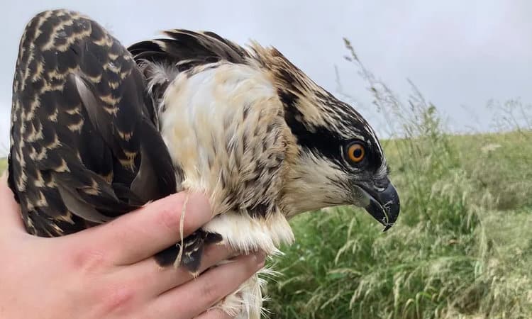Ospreys make triumphant return as breeding pairs spread across UK