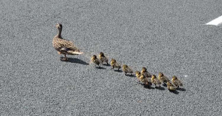 Motorists Bring Traffic To A Stop On Busy Interstate To Save A Family Of Ducks