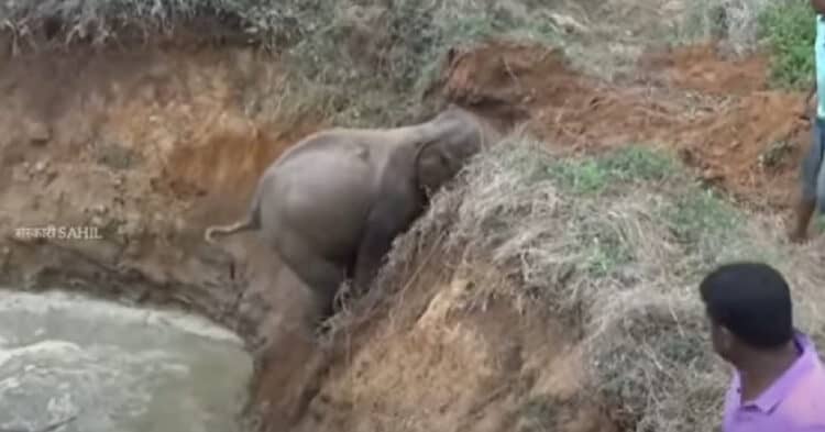 Mother Elephant Asks Humans To Help Save Her Baby