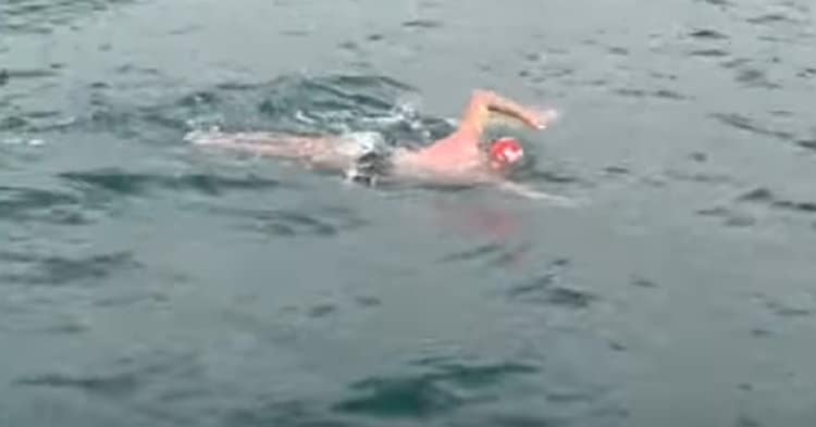 Dolphins Protect Unsuspecting Swimmer From Great White Shark