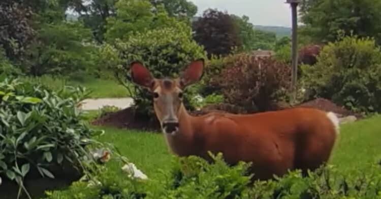 Homeowner Uses Security Camera To Talk To Deer In Her Yard