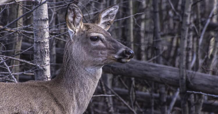 Disease Causing ‘Zombie Deer’ Sparks Panic Among Ohio Residents